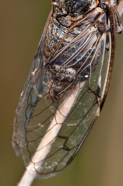 Cicada orni?....Cicadatra atra dal Lazio